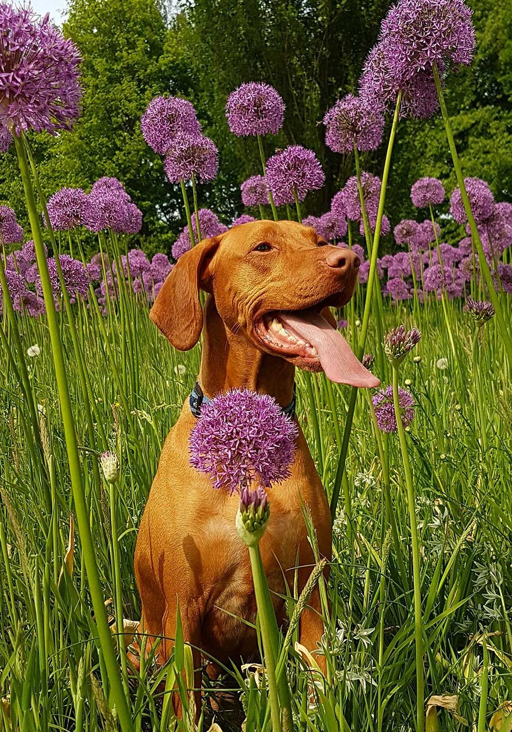 Greyhound In Purple Flowers